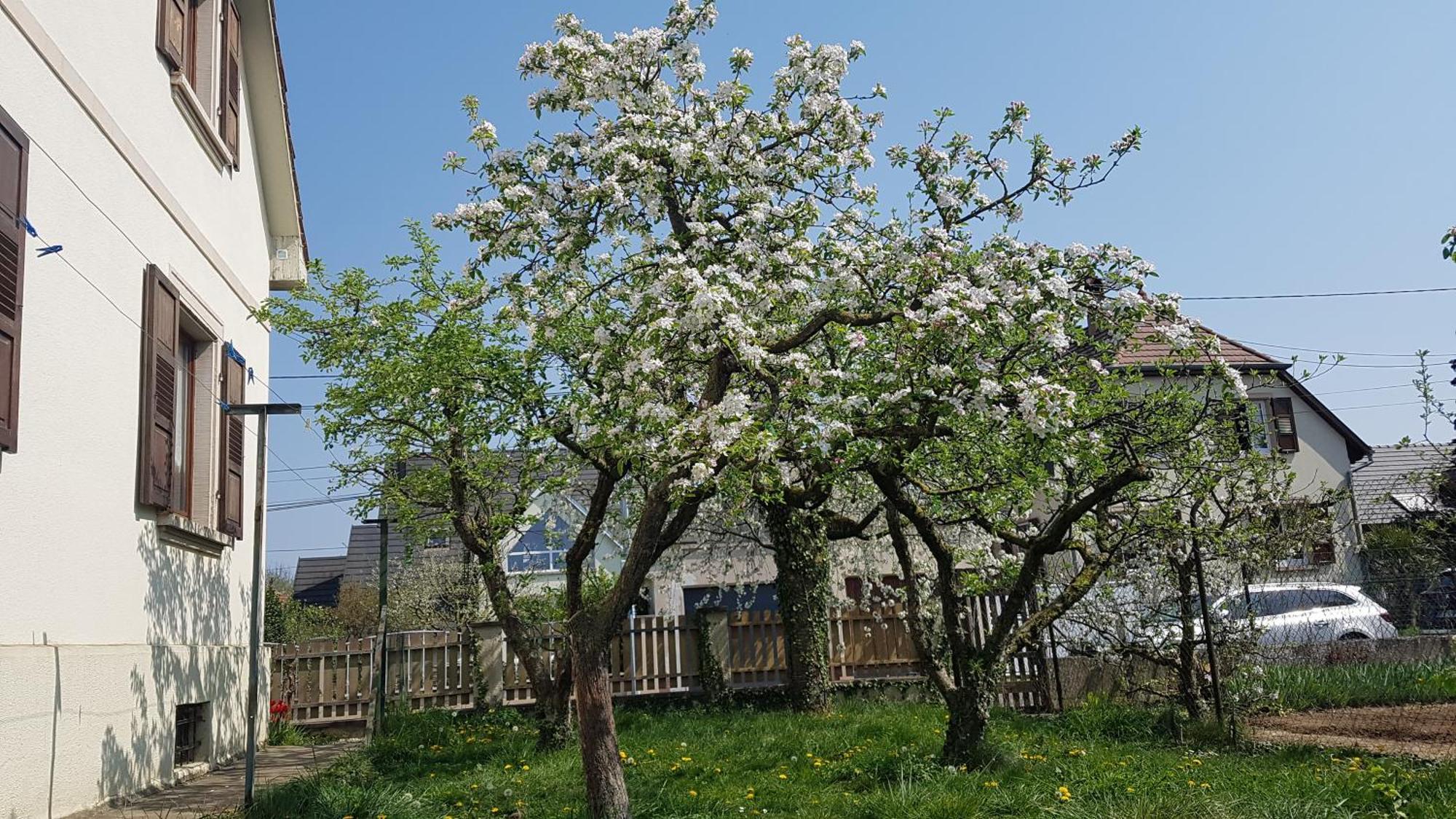 Maison Les 3 Roses Wolfisheim Екстериор снимка